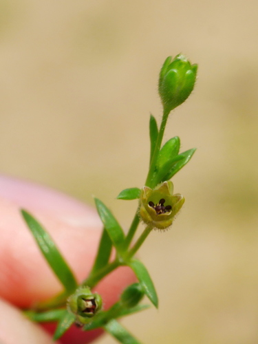Image of Sagina japonica by (c) Jacy Chen, some rights reserved (CC BY)