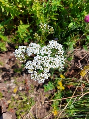 Achillea nobilis