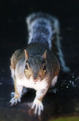 Sciurus carolinensis