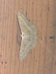 Scopula incanata