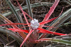 Bromelia serra