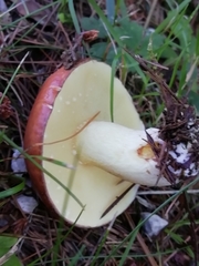 Suillus