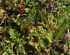 Sempervivum