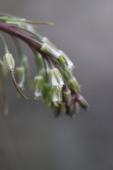 Borodinia laevigata