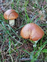 Suillus
