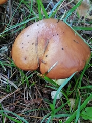 Suillus