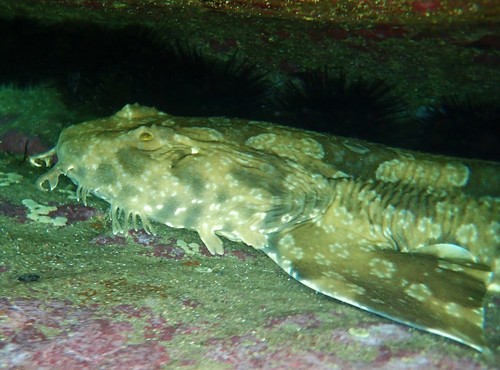 Spotted Wobbegong, photo 8 of 9