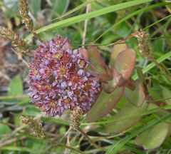 Hylotelephium anacampseros