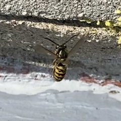 Vespula germanica