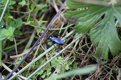 Priocnemis monachus