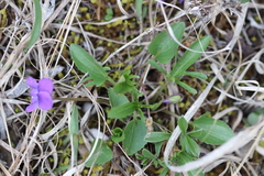 Viola egglestonii