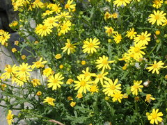 Senecio squalidus rupestris