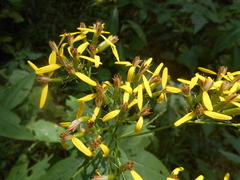 Senecio ovatus alpestris