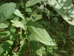 Senecio ovatus alpestris