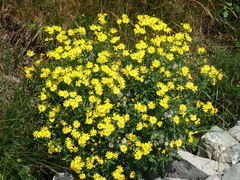 Senecio squalidus rupestris