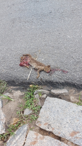 サビイロネコ