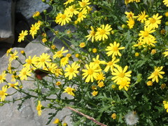 Senecio squalidus rupestris