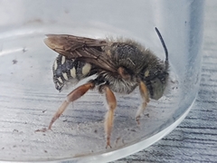 Anthidium punctatum