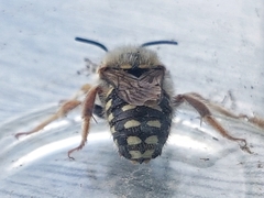 Anthidium punctatum