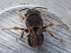 Anthidium punctatum