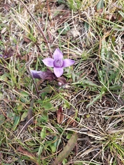Gentianella campestris
