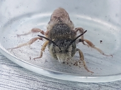Anthidium punctatum