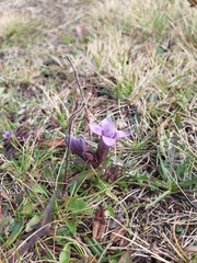 Gentianella campestris