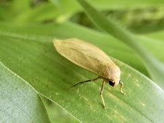Danielithosia