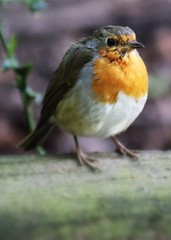 Erithacus rubecula