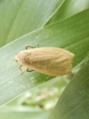 Danielithosia