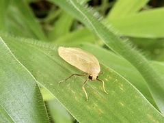 Danielithosia