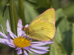Colias skinneri