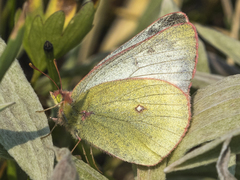 Colias skinneri