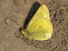 Colias skinneri