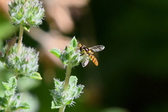 Sphaerophoria pyrrhina