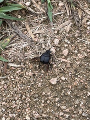 Phanaeus triangularis