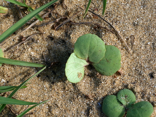 Image of Ixeris repens by (c) Jacy Chen, some rights reserved (CC BY)