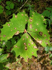 Ascochyta