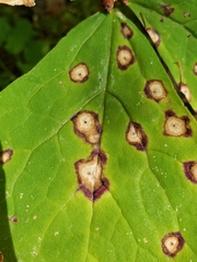 Ascochyta
