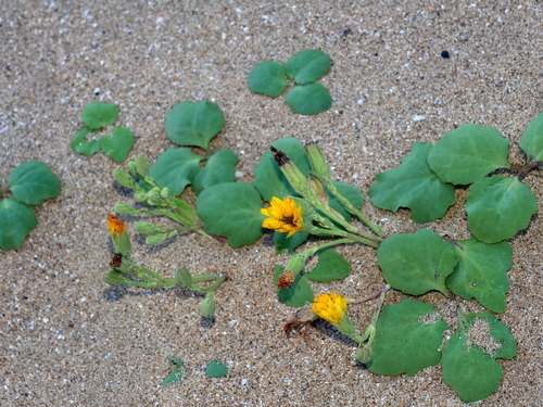 Image of Ixeris repens by (c) Jacy Chen, some rights reserved (CC BY)