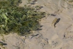 Cyprinodon variegatus