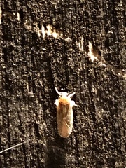 Synecdoche impunctata