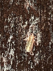 Synecdoche impunctata