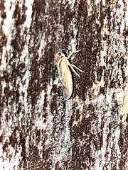 Synecdoche impunctata