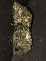 Pseudobryomima fallax