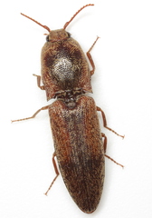 Lacon mexicanus