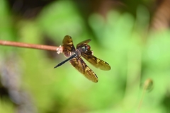 Rhyothemis obsolescens