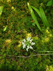 Platanthera blephariglottis blephariglottis