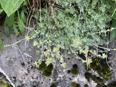 Artemisia umbelliformis