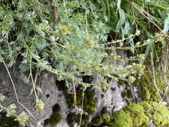 Artemisia umbelliformis
